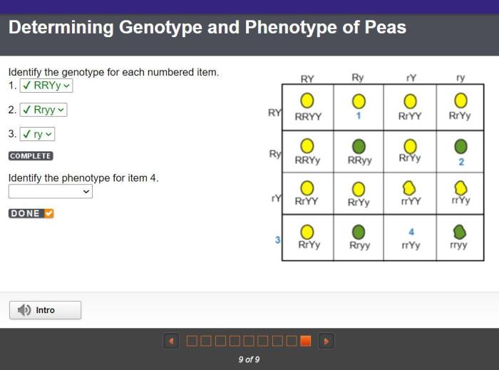 Identify the genotype for each numbered item. 1. 2. 3.