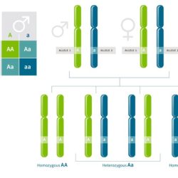 Genotypes offspring genetics abo population gametes