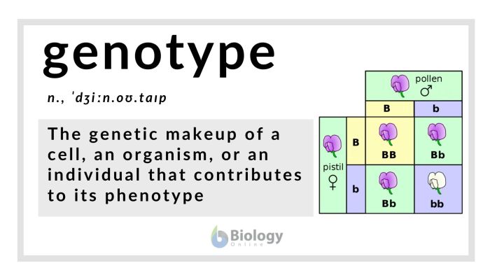 Punnett squares heterozygous punnet trihybrid recessive dominance phenotypes genetics monohybrid spongebob ratios aabbcc squarepants genes represents