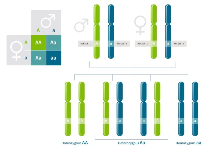 Genotypes offspring genetics abo population gametes