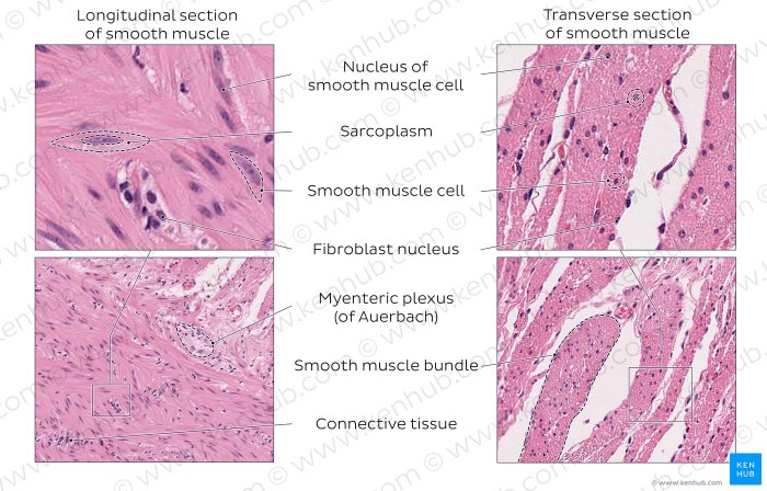 Smooth muscle system muscular muscles fibers skeletal involuntary physiology human structure anatomy blood cartoon body meaning etc contraction flow introduction