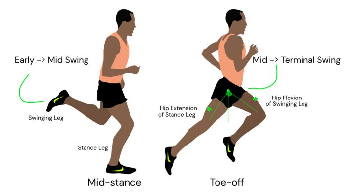 What three joint actions comprise triple flexion